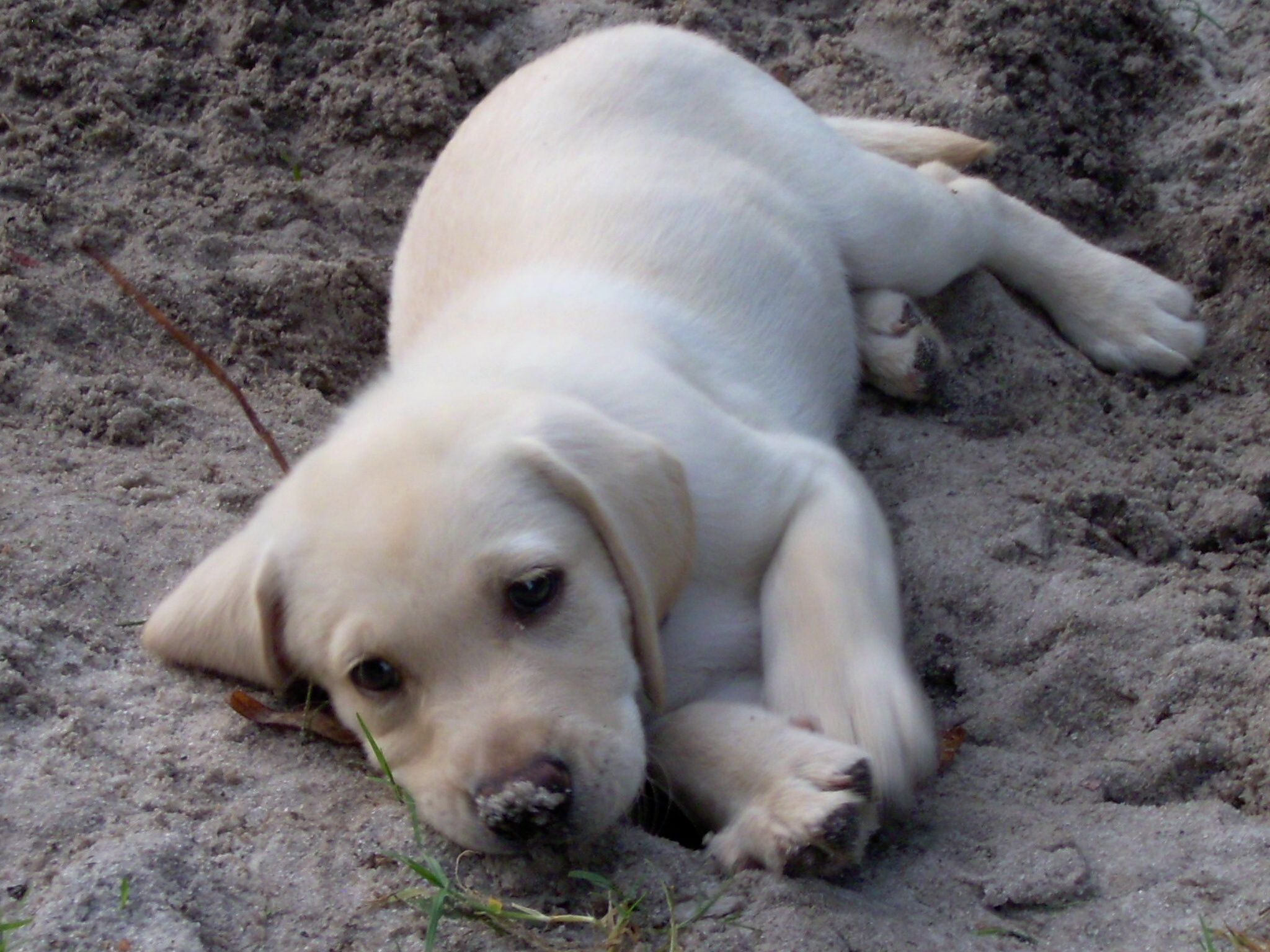 Labrador Retriever Puppy