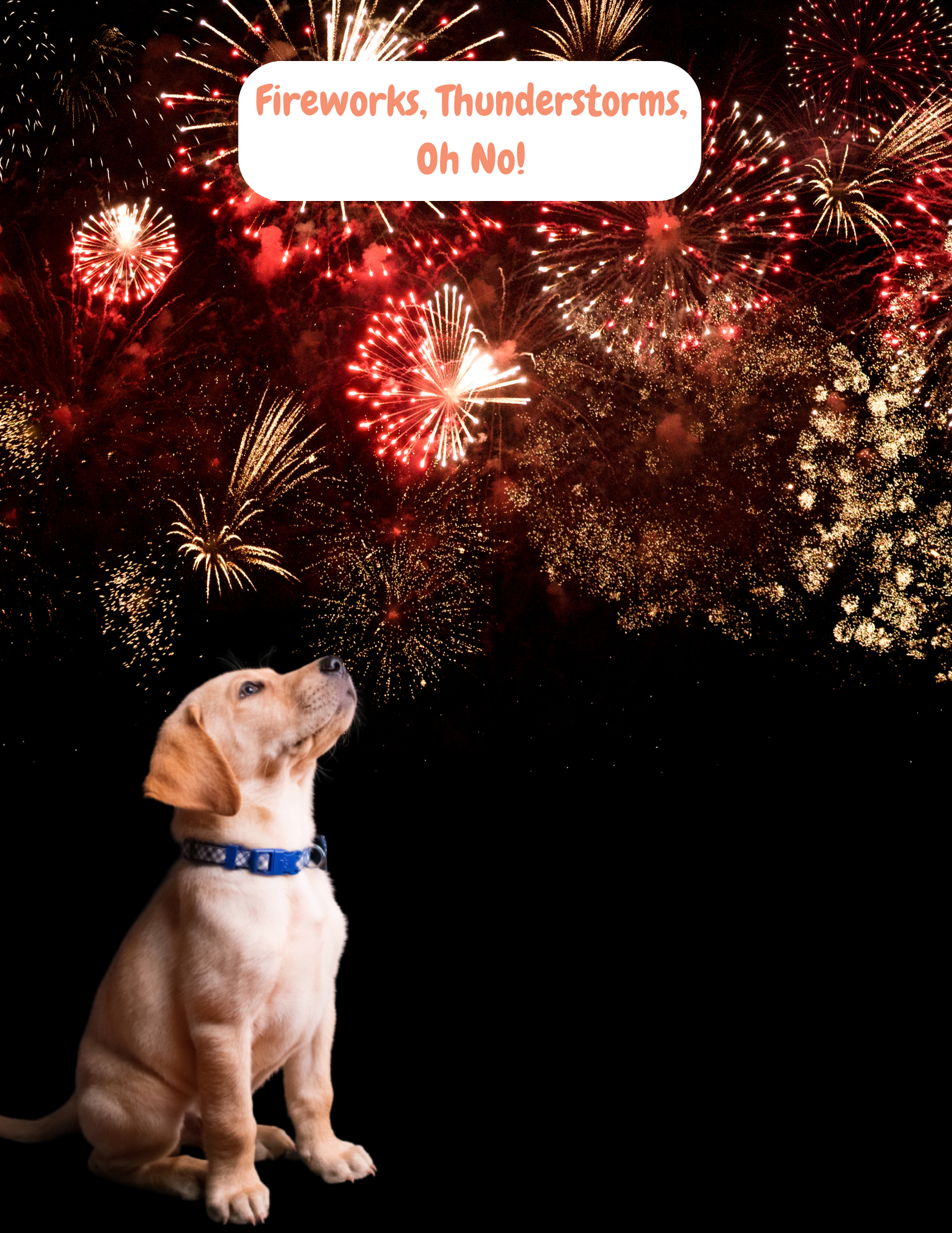 puppy and fireworks